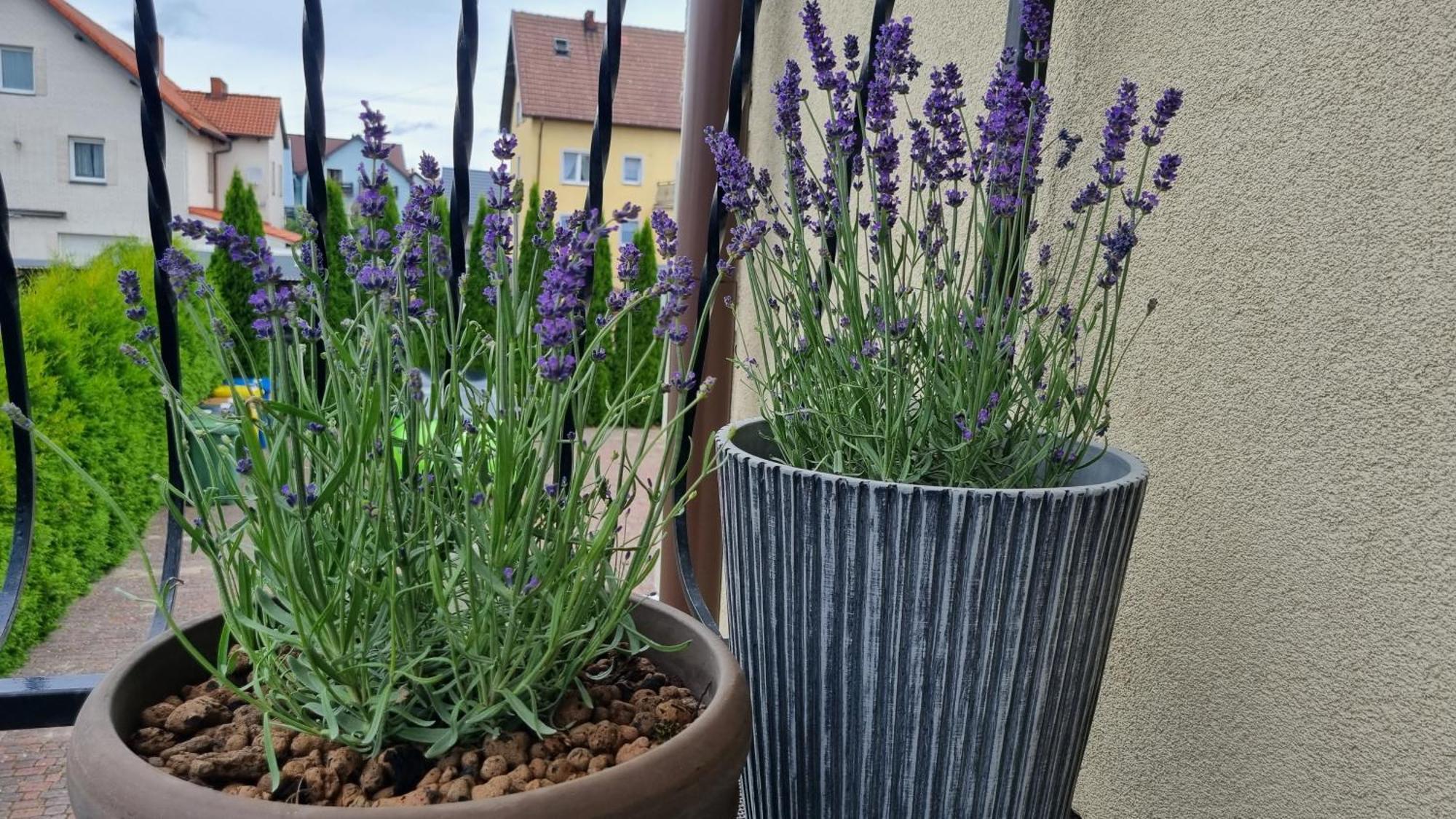 شقة Apartament Lavenderليبا المظهر الخارجي الصورة
